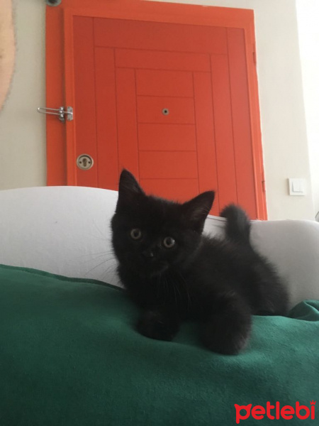 Scottish Fold, Kedi  Nox fotoğrafı
