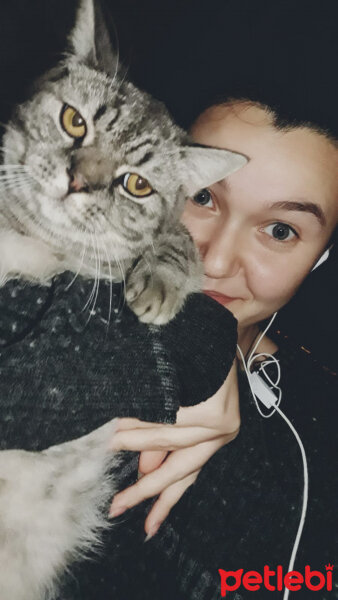 British Shorthair, Kedi  Churchill fotoğrafı