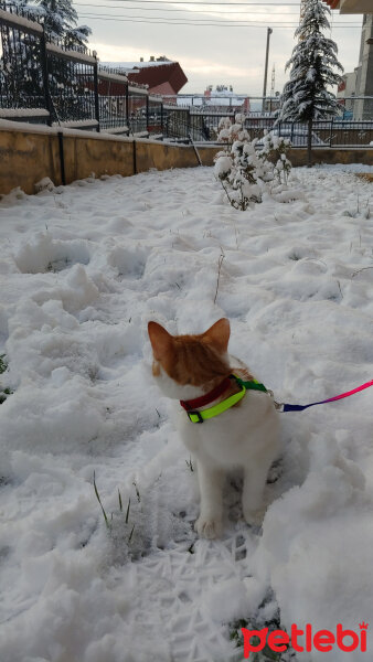 Tekir Kedi, Kedi  Loki fotoğrafı