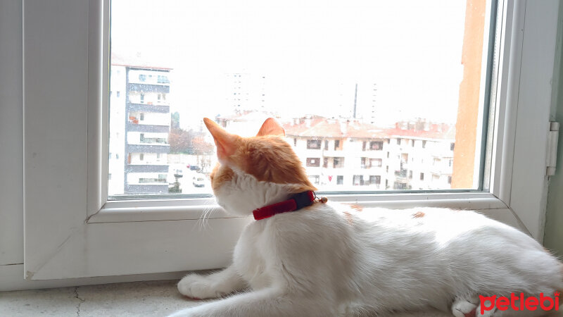 Tekir Kedi, Kedi  Loki fotoğrafı