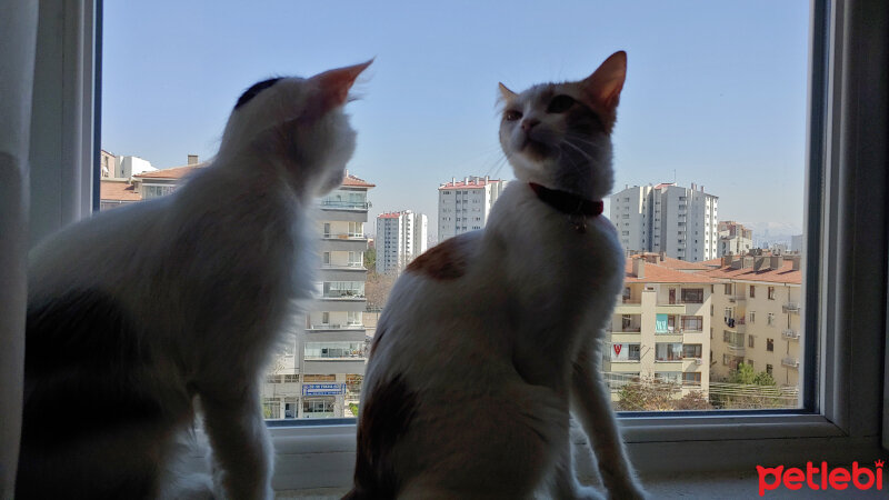 Tekir Kedi, Kedi  Loki fotoğrafı