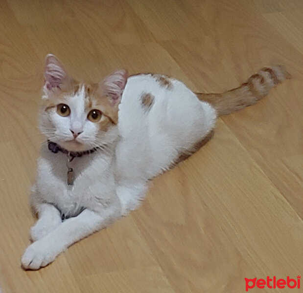 Tekir Kedi, Kedi  Loki fotoğrafı