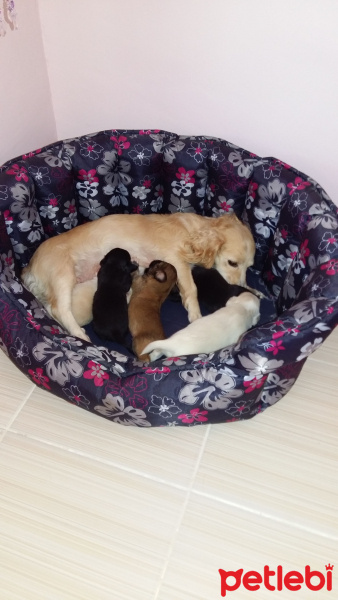 Pappilon, Köpek  Yeni doğdu fotoğrafı