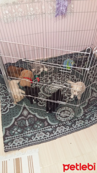 Pappilon, Köpek  Yeni doğdu fotoğrafı