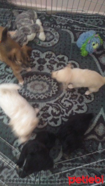 Pappilon, Köpek  Yeni doğdu fotoğrafı