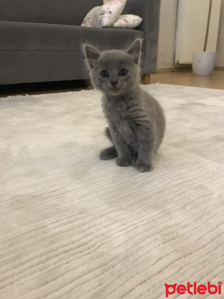 British Shorthair, Kedi  Mia fotoğrafı