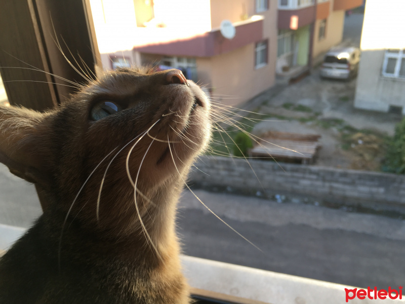 Tekir Kedi, Kedi  Zuzu fotoğrafı