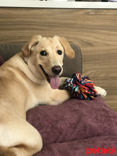 Golden Retriever, Köpek  Daisy fotoğrafı