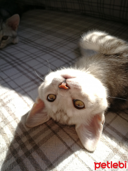 American Shorthair, Kedi  Lokum fotoğrafı