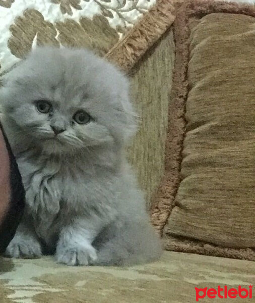 Scottish Fold, Kedi  pamuk fotoğrafı