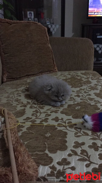 Scottish Fold, Kedi  pamuk fotoğrafı