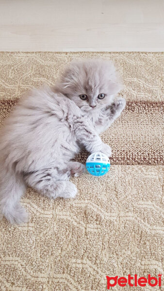 Scottish Fold, Kedi  pamuk fotoğrafı