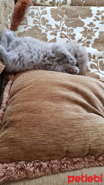 Scottish Fold, Kedi  pamuk fotoğrafı