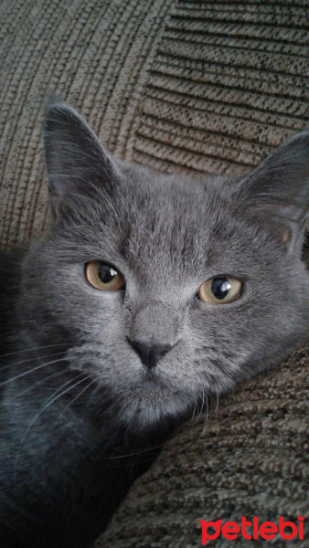 British Shorthair, Kedi  Pilav fotoğrafı