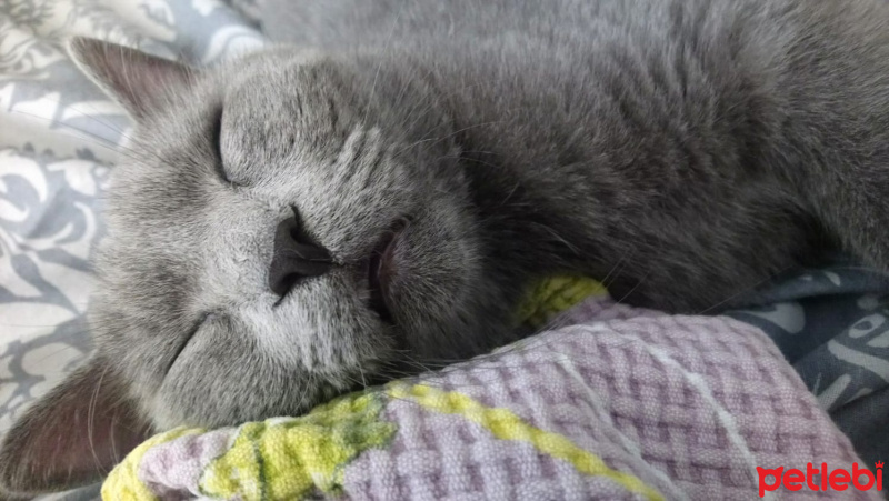 British Shorthair, Kedi  Pilav fotoğrafı