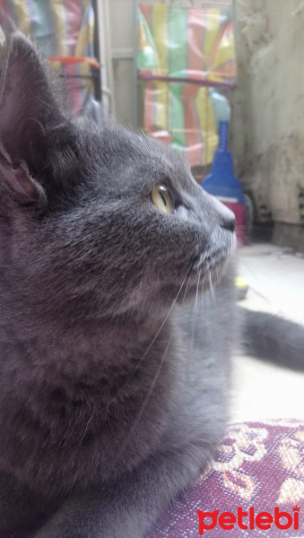 British Shorthair, Kedi  Pilav fotoğrafı