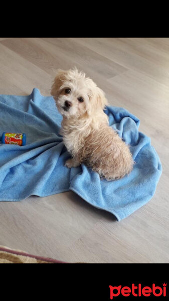 Maltese, Köpek  Badem fotoğrafı