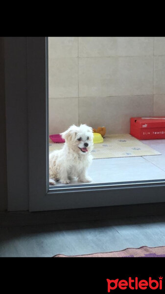 Maltese, Köpek  Badem fotoğrafı