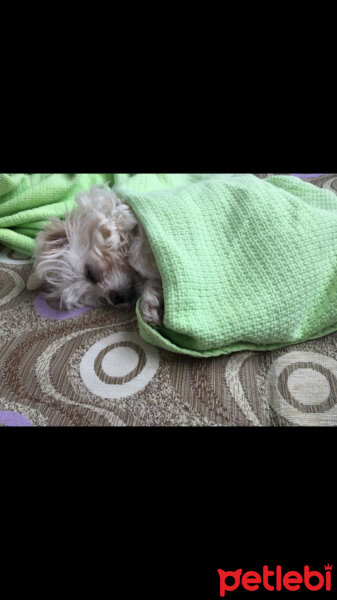 Maltese, Köpek  Badem fotoğrafı