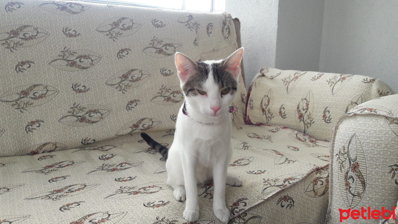 Ankara Kedisi, Kedi  Mia fotoğrafı