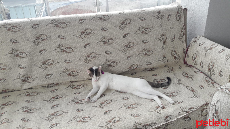 Ankara Kedisi, Kedi  Mia fotoğrafı