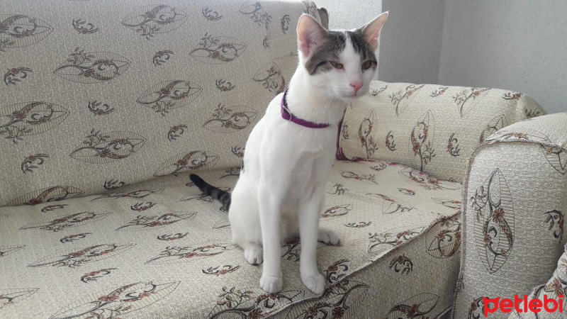 Ankara Kedisi, Kedi  Mia fotoğrafı