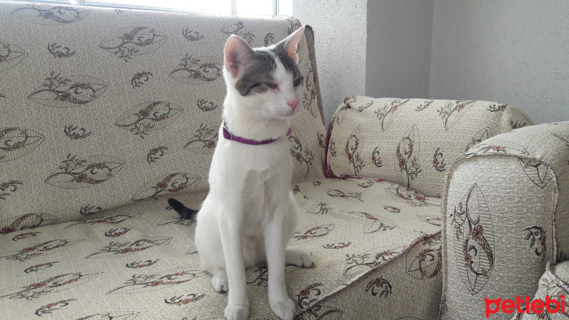 Ankara Kedisi, Kedi  Mia fotoğrafı