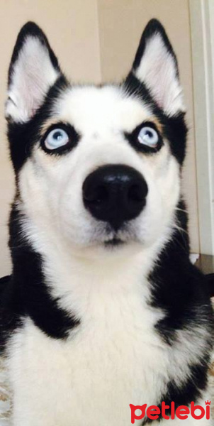 Sibirya Kurdu (Husky), Köpek  Ayaz fotoğrafı