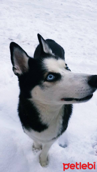 Sibirya Kurdu (Husky), Köpek  Ayaz fotoğrafı