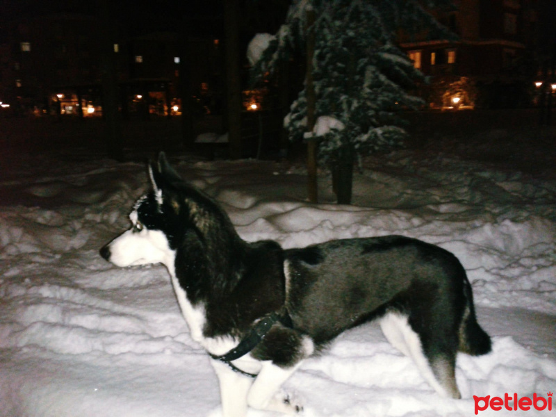 Sibirya Kurdu (Husky), Köpek  Ayaz fotoğrafı