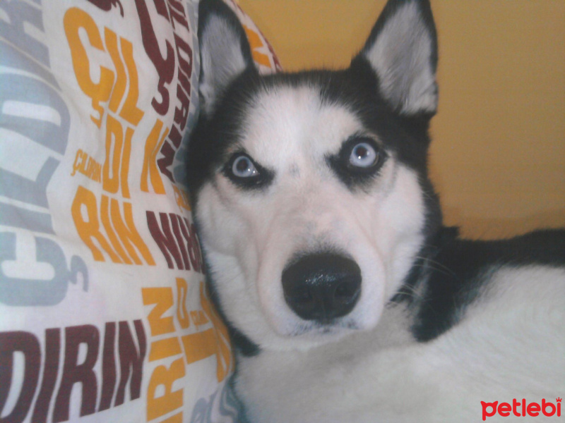 Sibirya Kurdu (Husky), Köpek  Ayaz fotoğrafı