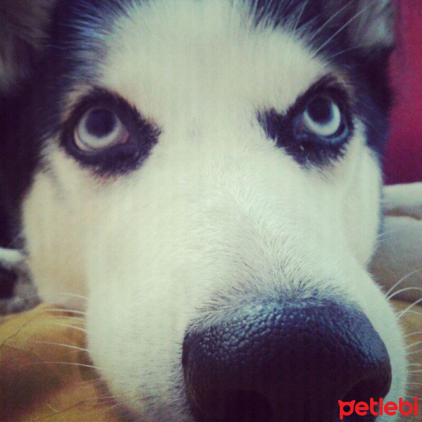 Sibirya Kurdu (Husky), Köpek  Ayaz fotoğrafı