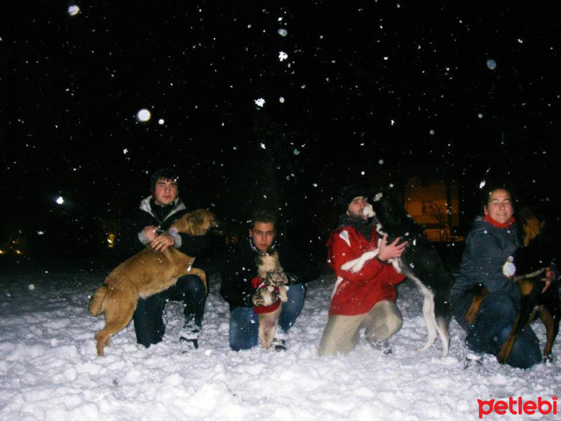 Sibirya Kurdu (Husky), Köpek  Ayaz fotoğrafı