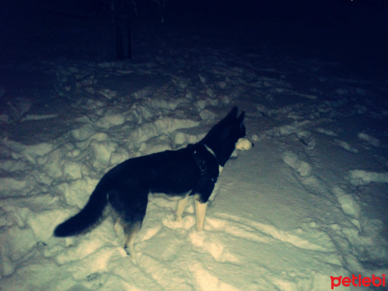 Sibirya Kurdu (Husky), Köpek  Ayaz fotoğrafı
