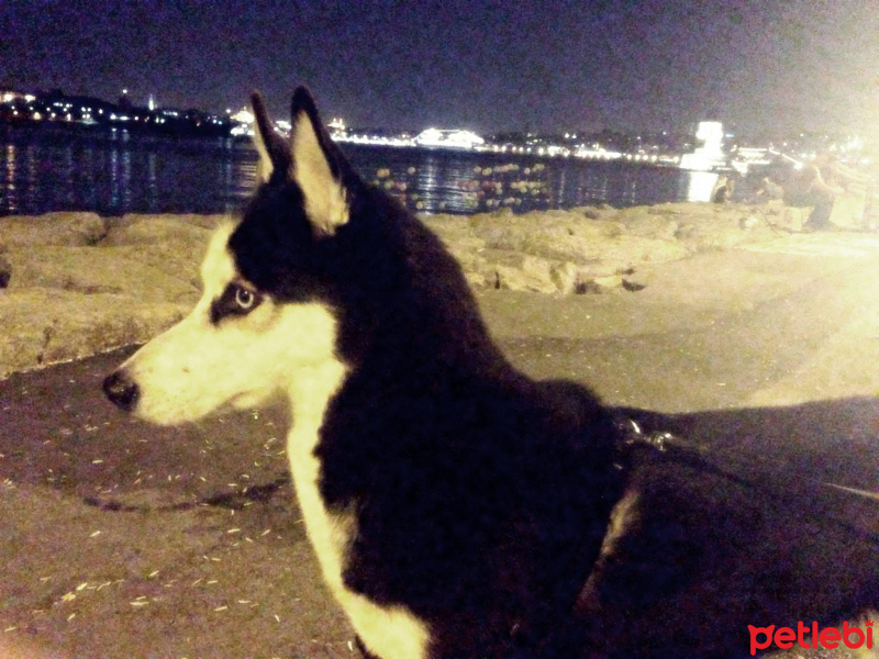 Sibirya Kurdu (Husky), Köpek  Ayaz fotoğrafı