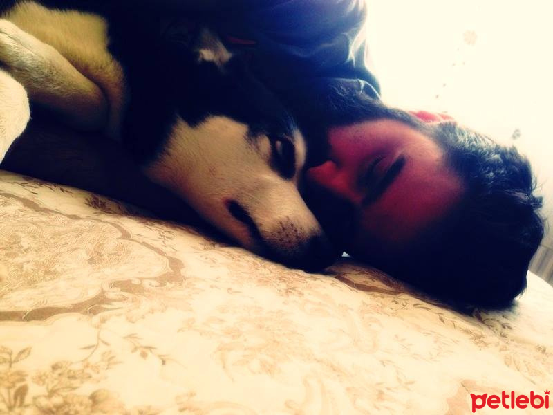 Sibirya Kurdu (Husky), Köpek  Ayaz fotoğrafı
