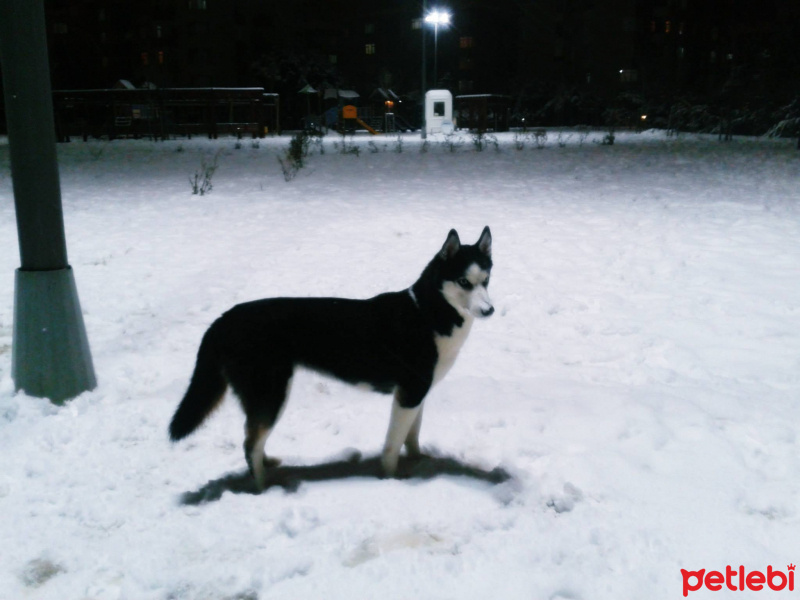Sibirya Kurdu (Husky), Köpek  Ayaz fotoğrafı