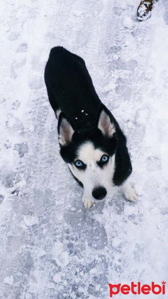 Sibirya Kurdu (Husky), Köpek  Ayaz fotoğrafı