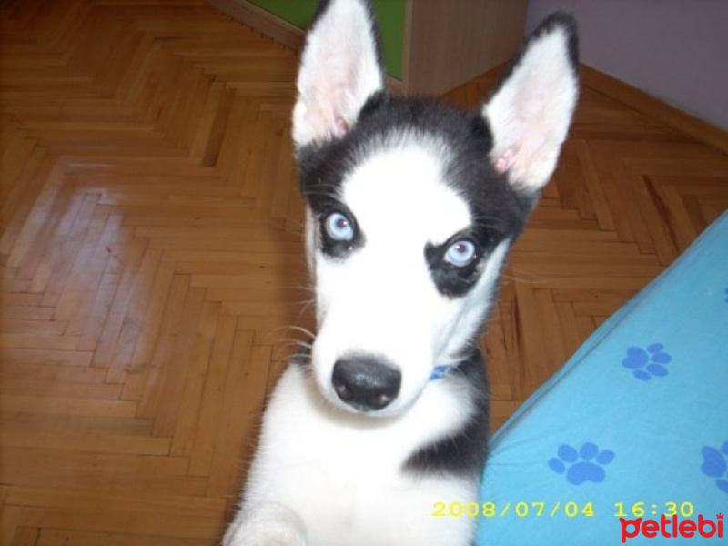 Sibirya Kurdu (Husky), Köpek  Ayaz fotoğrafı