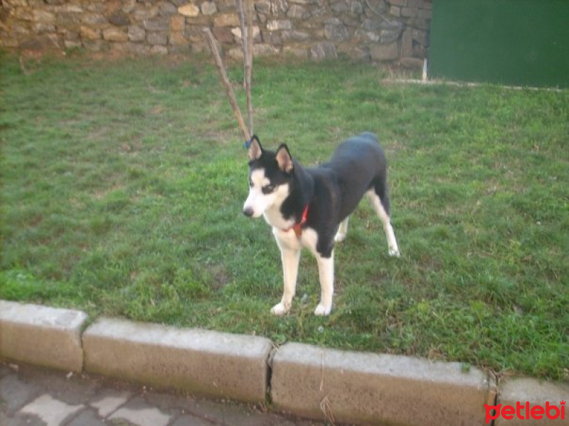 Sibirya Kurdu (Husky), Köpek  Ayaz fotoğrafı