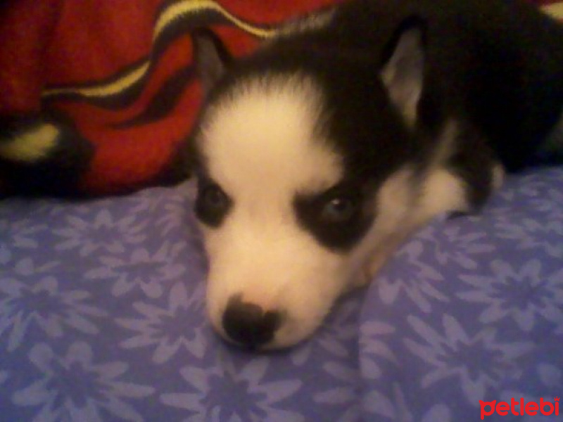 Sibirya Kurdu (Husky), Köpek  Ayaz fotoğrafı