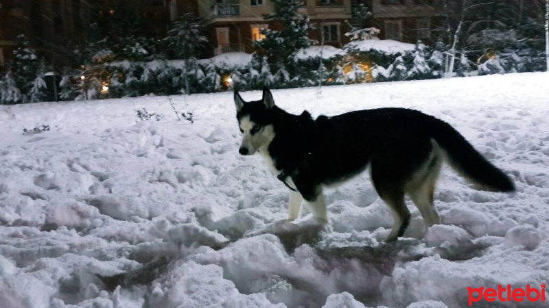 Sibirya Kurdu (Husky), Köpek  Ayaz fotoğrafı