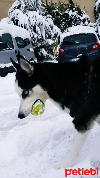 Sibirya Kurdu (Husky), Köpek  Ayaz fotoğrafı
