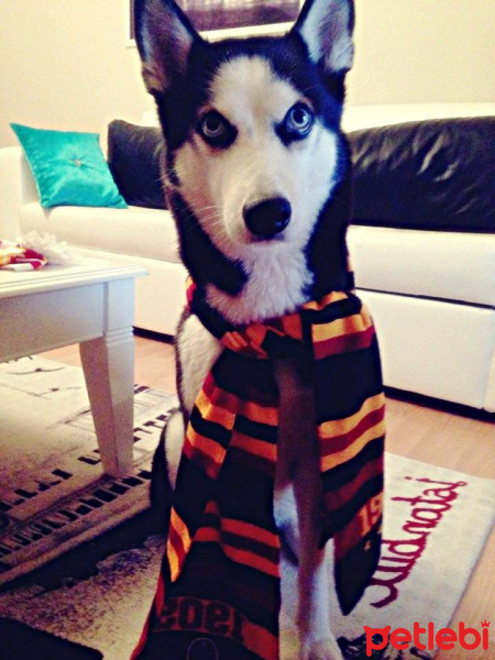 Sibirya Kurdu (Husky), Köpek  Ayaz fotoğrafı