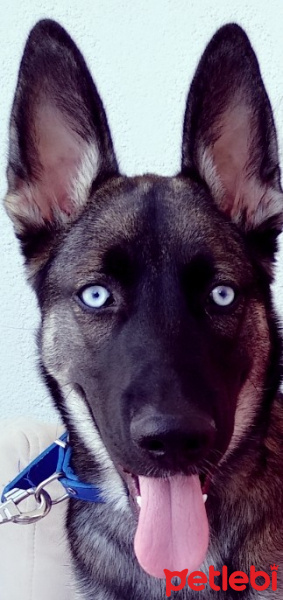 Belçika Malinois, Köpek  Sirius fotoğrafı