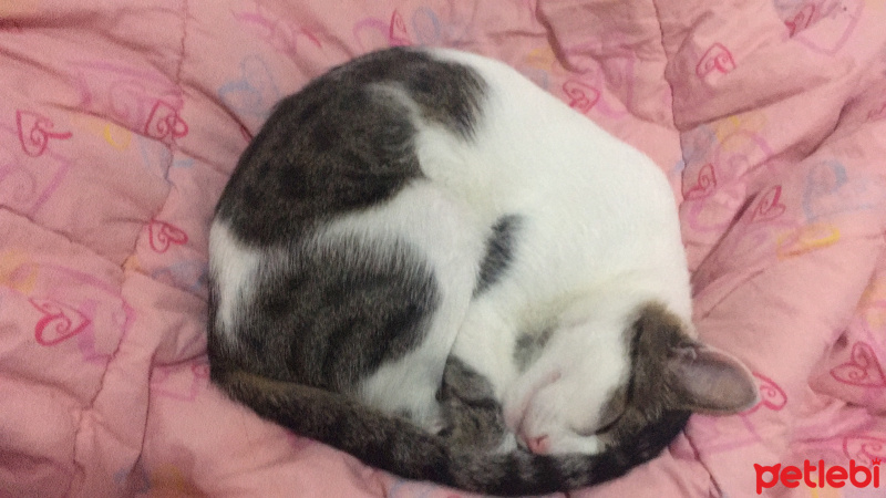 Tekir Kedi, Kedi  Mia fotoğrafı