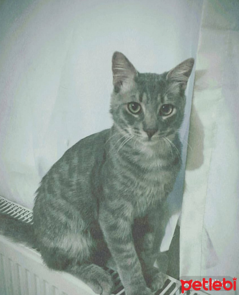 Tekir Kedi, Kedi  Hektor fotoğrafı