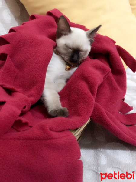 Siyam Kedisi, Kedi  Duman fotoğrafı