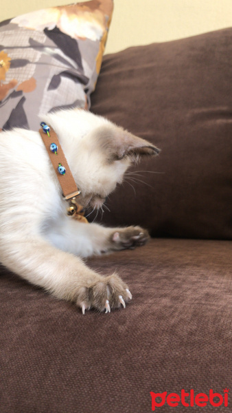 Siyam Kedisi, Kedi  Duman fotoğrafı