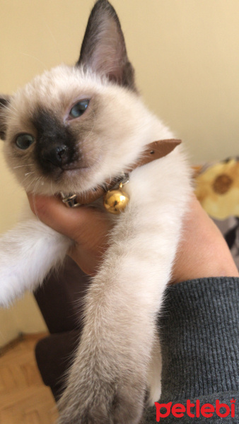 Siyam Kedisi, Kedi  Duman fotoğrafı